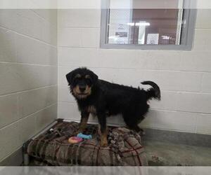 Rottweiler-Unknown Mix Dogs for adoption in Jackson, CA, USA
