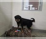 Small Rottweiler Mix