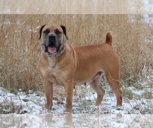 Medium Photo #1 Boerboel Puppy For Sale in WASILLA, AK, USA