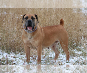 Mother of the Boerboel puppies born on 05/30/2025