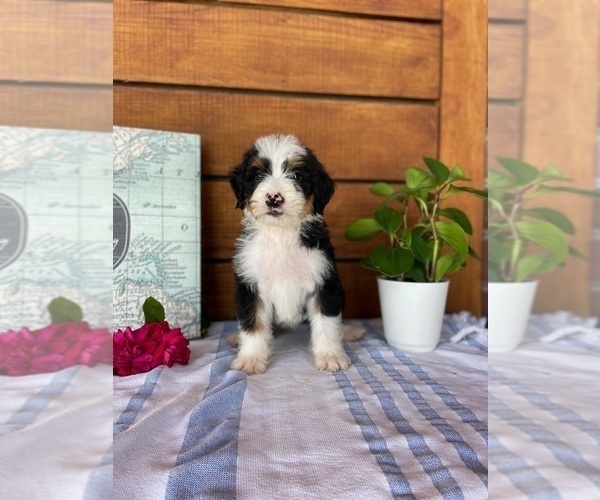 Medium Photo #3 Bernedoodle (Miniature) Puppy For Sale in ALEXANDRIA, IN, USA