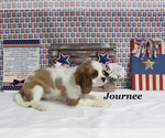 Small #17 Cavalier King Charles Spaniel