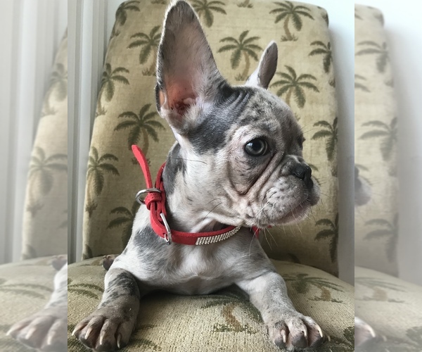 Medium Photo #4 French Bulldog Puppy For Sale in COCOA, FL, USA