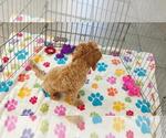 Frankie - Male Cavapoo mix (+ Poodle Miniature) Puppy for Sale - Photo #10