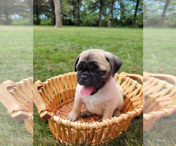 Medium Photo #2 Pug Puppy For Sale in STACYVILLE, IA, USA