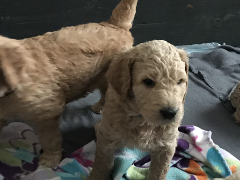 Medium Photo #5 Goldendoodle Puppy For Sale in EL MIRAGE, AZ, USA