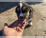 Small #9 Australian Shepherd