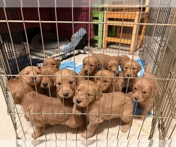 Medium Photo #2 Golden Retriever Puppy For Sale in GREENVILLE, SC, USA