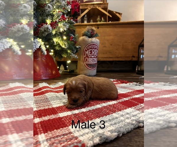 Medium Photo #3 Cavapoo Puppy For Sale in GUTHRIE, KY, USA