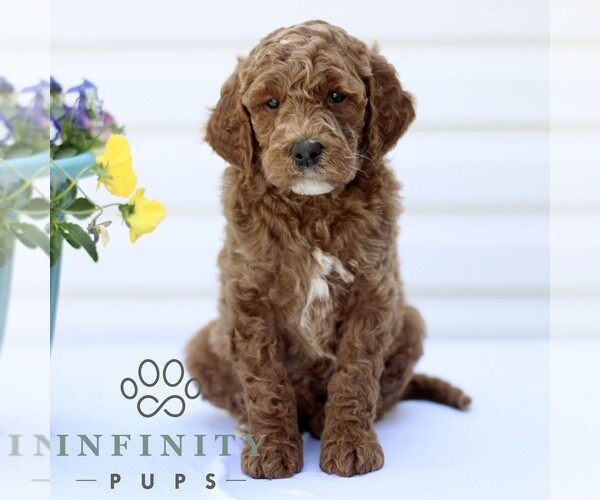 Medium Photo #2 Goldendoodle (Miniature) Puppy For Sale in RONKS, PA, USA