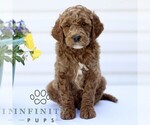 Small #1 Goldendoodle (Miniature)