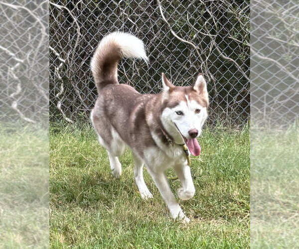 Medium Photo #2 Siberian Husky Puppy For Sale in Glen Allen, VA, USA