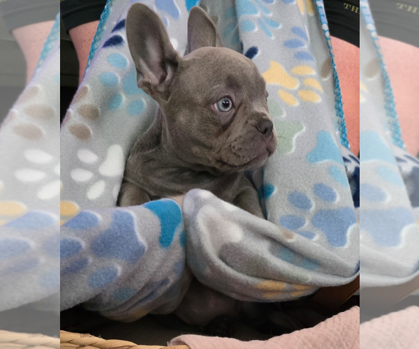 Medium Photo #15 French Bulldog Puppy For Sale in SPRING, TX, USA