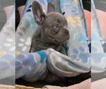 Small #2 French Bulldog