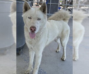 Siberian Husky Dogs for adoption in Bakersfield, CA, USA