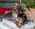 Small #3 Cockapoo (Miniature)