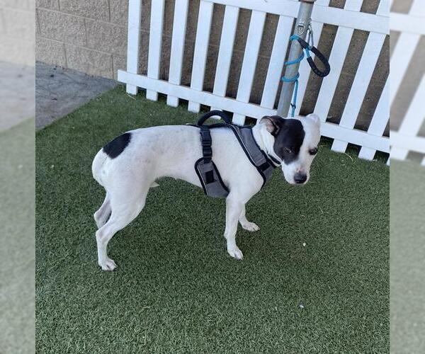 Medium Photo #1 Mutt Puppy For Sale in Modesto, CA, USA