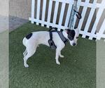 LOLA - Female Mutt Dog for Adoption - Small photo