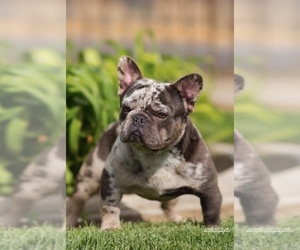Father of the French Bulldog puppies born on 07/19/2019