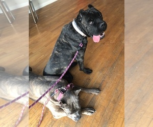 Father of the Cane Corso puppies born on 04/18/2026