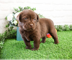 Small #1 Labrador Retriever