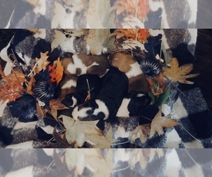Basset Hound Puppy for sale in PLATO, MO, USA