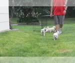 Small Photo #5 Labrador Retriever Puppy For Sale in CURTIS, NE, USA