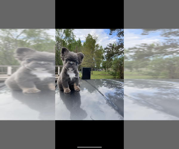 Medium Photo #2 French Bulldog Puppy For Sale in FAYETTEVILLE, NC, USA