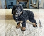 Small Photo #4 Bernedoodle (Miniature) Puppy For Sale in GREENFIELD, IN, USA
