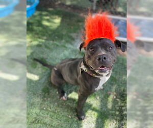 Maddie - Female American Bulldog-Unknown Mix Dog for Adoption - Photo #5