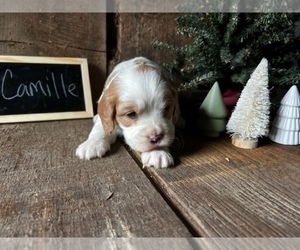 Bernedoodle (Miniature) Puppy for sale in GRABILL, IN, USA