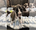Small Photo #53 Boxer Puppy For Sale in RALEIGH, NC, USA
