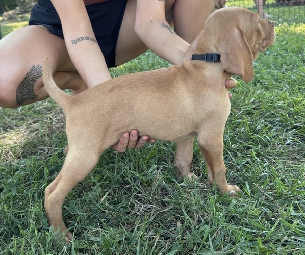 Medium Photo #11 Vizsla Puppy For Sale in SHEPHERDSVILLE, KY, USA