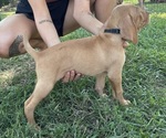 Small #10 Vizsla