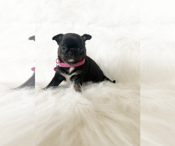 Medium Photo #16 Chihuahua Puppy For Sale in SACRAMENTO, CA, USA