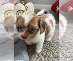 Puppy Buckley Aussiedoodle Miniature -Shih Tzu Mix
