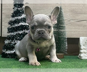 French Bulldog Puppy for sale in BOSTON, MA, USA