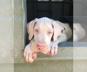 Great Dane Dogs for adoption in Palm Beach, FL, USA