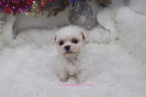 Medium Photo #2 Pekingese-Poodle (Toy) Mix Puppy For Sale in LAS VEGAS, NV, USA