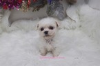 Small Photo #2 Pekingese-Poodle (Toy) Mix Puppy For Sale in LAS VEGAS, NV, USA