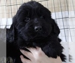 Small Photo #1 Newfoundland Puppy For Sale in BERESFORD, SD, USA