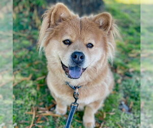 Chow Chow-French Bulldog Mix Dogs for adoption in Alameda, CA, USA