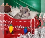 Small Photo #10 French Bulldog Puppy For Sale in BOSTON, KY, USA