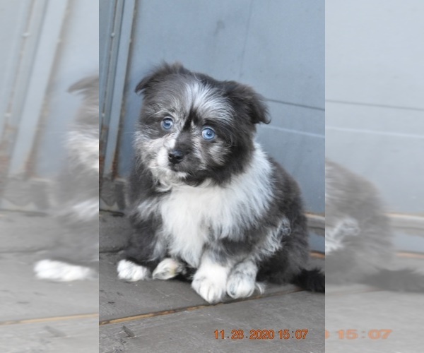 Medium Photo #3 Pom-Shi Puppy For Sale in DINWIDDIE, VA, USA