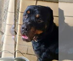 Small #3 Rottweiler