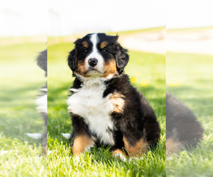 Bernese Mountain Dog Puppy for sale in TOPEKA, IN, USA