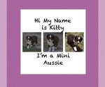 Puppy 4 Miniature Australian Shepherd