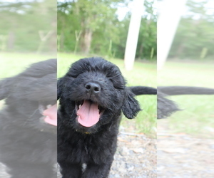 Medium Aussiedoodle