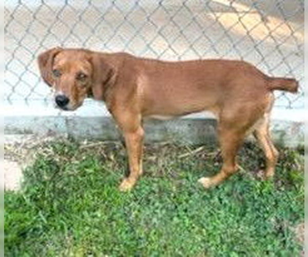 Medium Photo #2 Mutt Puppy For Sale in Rockaway, NJ, USA