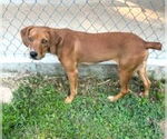 Small #1 Mutt